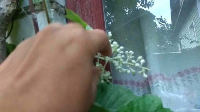 Виноград. Вспышка оидиума. Оидиум на соседском участке смотреть онлайн