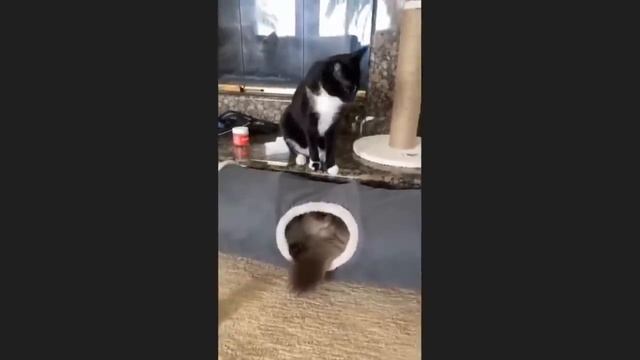 Приколы с котами! Смешные коты! С ОЗВУЧКОЙ! Смешные животные 2024!