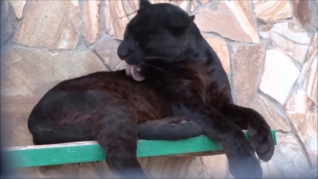 Черный леопард Отелло. Парк львов Тайган смотреть онлайн