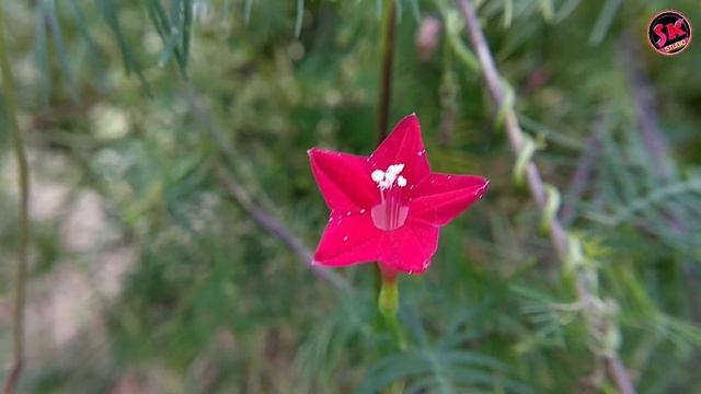 Ipomoea quamoclit | kamlata | कामलता | ગણેશ વેલ смотреть онлайн