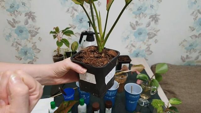 Гниль, какие препараты против гнили.Мокрая гниль.Инфекционные гнили.Профилактика от болезней,грибко смотреть онлайн