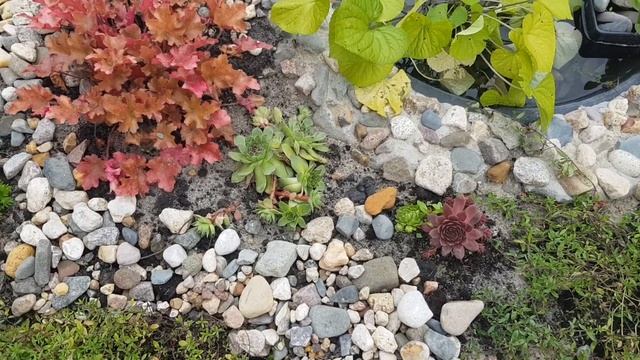 Пруд с водопадом своими руками/ Ландшафт около пруда/Хвойный садик [Часть 3] смотреть онлайн