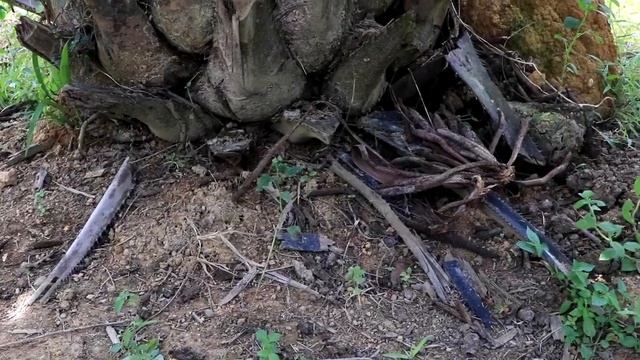 โรคผลร่วง ทะลายเน่าในปาล์มจากเชื้อเห็ดMarasmius palmivorus смотреть онлайн