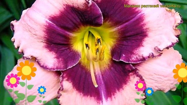 Лилейник гибридный Даринг Десепшен. Краткий обзор, описание hemerocallis hybrida Daring Deception смотреть онлайн