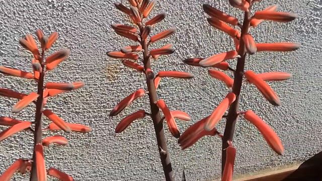 Aloe Variegata fiorita ? смотреть онлайн