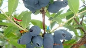 Жимолость съедобная Гжелка (lonicera edulis) ? Гжелка обзор: как сажать, саженцы жимолости Гжелка