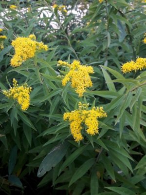 85. Золотарник гигантский - Solidago gigantea