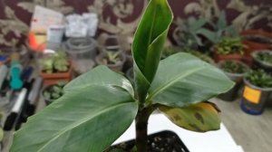 Банан "Киевский Суперкарлик", уход и ошибки в уходе