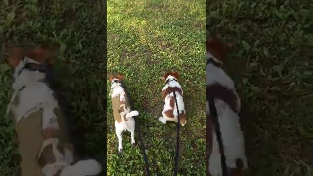 Дрессировка собак. Джек-рассел терьеры Жак и Одри, 6 и 9 месяцев смотреть онлайн