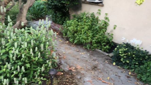 3 5minute gardener brugmansia candida 2019 05 27 19 31 19 смотреть онлайн