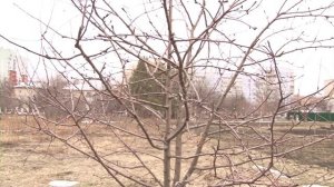 Золотое правило: как обрезать ветви яблонь