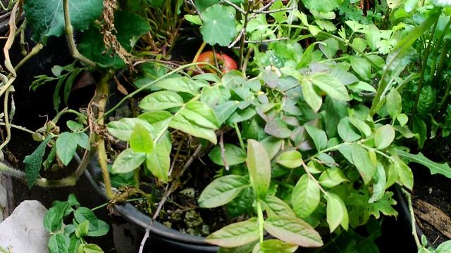 Выращивание голубики в помещении под искусственным светом. Видео 2. Голубика зацвела