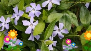 Барвинок малый. Краткий обзор, описание характеристик, где купить саженцы vinca minor ла грэйв