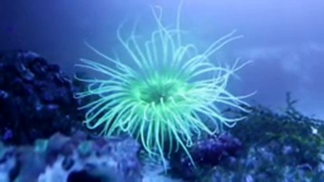 РЕЛАКС МУЗЫКА ЛЕЧЕБНАЯ МУЗЫКА ДЛЯ СНЯТИЯ СТРЕССА, ТРЕВОГИ ВОССТАНОВЛЕНИЕ НЕРВНОЙ СИСТЕМЫ!!! смотреть онлайн