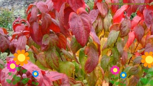 Спирея японская Крупнолистная. Краткий обзор, описание характеристик Spiraea Japonica Macrophylla