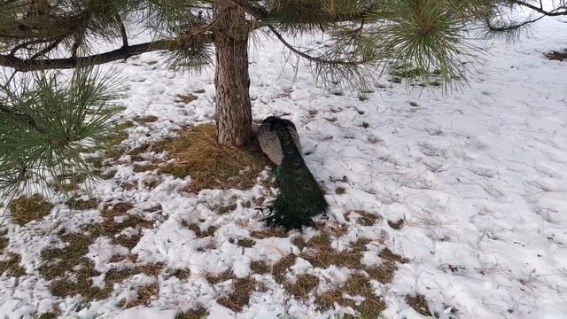 Зима, павлины Украины смотреть онлайн