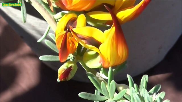 Nuovo arrivo 🛒 Lotus berthelotii смотреть онлайн