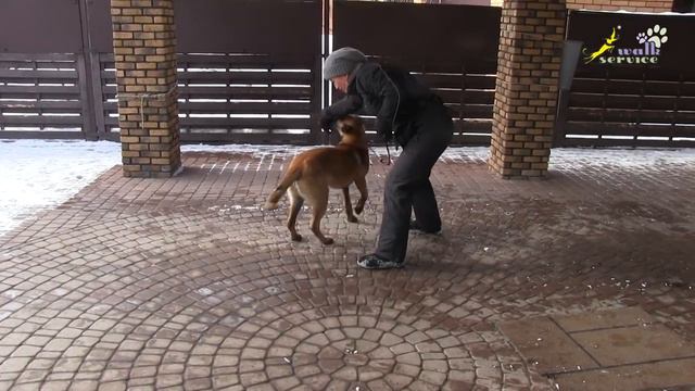 Дрессировка, Команда Дай #6, разработка на корм, готовим собаку к обмену игрушки на корм смотреть онлайн