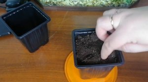 КАК ПОСАДИТЬ ВОЙЛОЧНУЮ ВИШНЮ ИЗ КОСТОЧКИ/ШОК СТРАТИФИКАЦИЯ