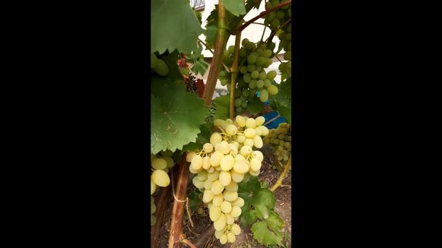 виноград восторг