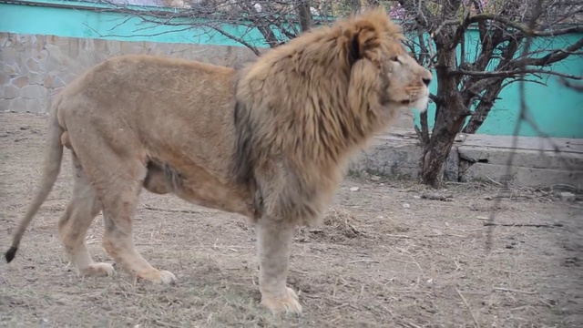 Лев Гек и его любовь ! смотреть онлайн