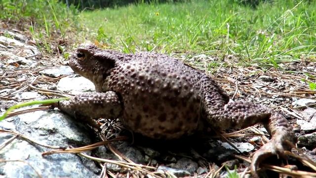 ЖАБА Серая или Обыкновенная жаба, Common Toad смотреть онлайн