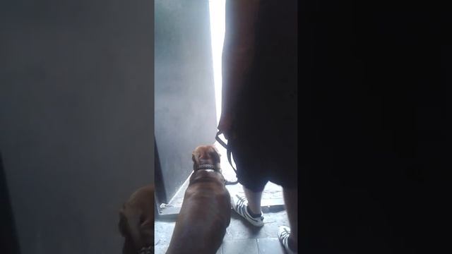 Как вывести без проблем собаку на улицу смотреть онлайн