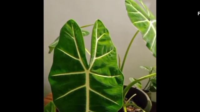 care and propagation of alocasia frydek | THE WORLD OF AROIDS смотреть онлайн