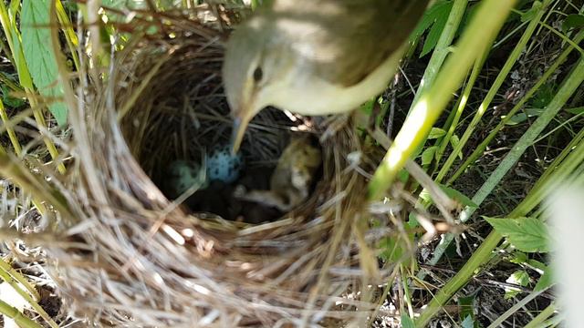 Птенцы камышевки садовой (Acrocephalus dumetorum). Несколько часов после вылупления. смотреть онлайн
