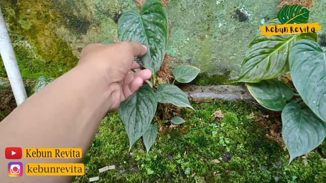 Tanaman Hias Philodendron Majestic