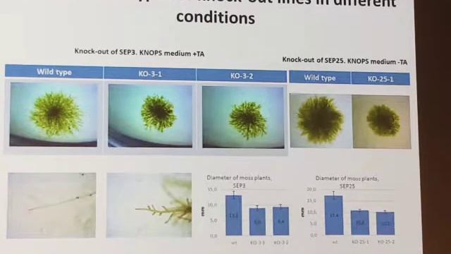 ПОИСК ФУНКЦИОНАЛЬНЫХ КОРОТКИХ ОТКРЫТЫХ РАМОК СЧИТЫВАНИЯ РАСТЕНИЙ НА ПРИМЕРЕ МОДЕЛЬНОГО ОБЪЕКТА смотреть онлайн