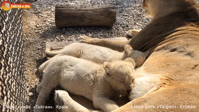 Вкусный обед у разноцветных львят. Лейла кормит малышей. Тайган. Lion cubs have lunch. Taigan. смотреть онлайн