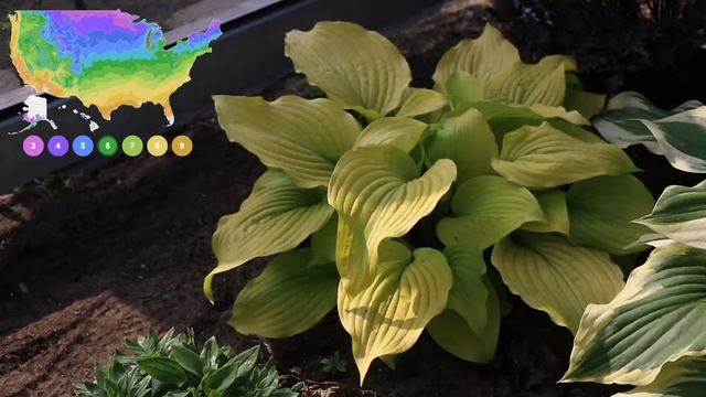 Hosta Of The Year - Shadowland ‘Coast To Coast’ Hosta