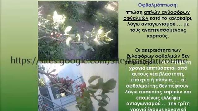 Τρόπος καρποφορίας φιστικιάς (Pistacia Vera)  - Fruiting Habit Of Pistachio Tree (Pistacia Vera).