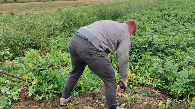 Wykopki - idealna atrakcja urodzinowa. смотреть онлайн