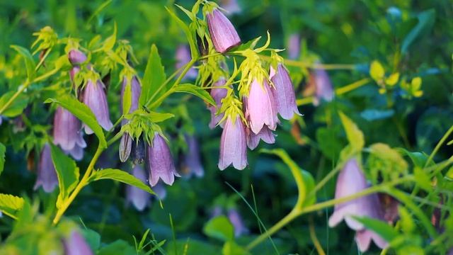 Колокольчик точечный в Русском поле | Футажи красивая природа [FullHD] смотреть онлайн