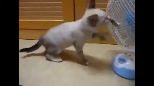 Кошки играют с вентилятором! Cats play with the fan! смотреть онлайн