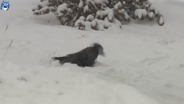 Рождественские котики, забавные животные, выпуск #11 смотреть онлайн