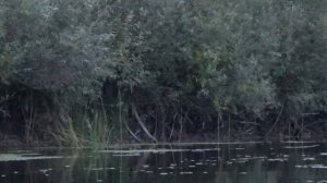 ОХОТА НА БОБРА С ДРОБОВИКОМ. Сплавляюсь по реке