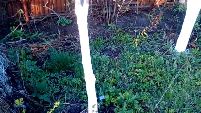 Покраска садовых деревьев. смотреть онлайн