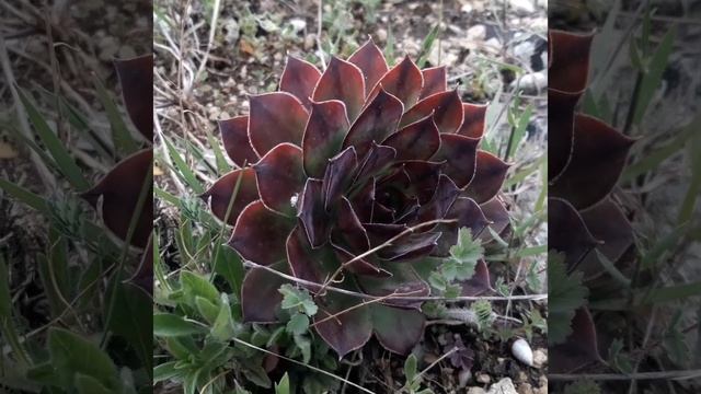 Молодило (Sempervivum ruthenicum): прекрасный дикий образец смотреть онлайн