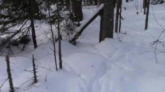 Хромой волк, в пяти метрах от вольера с собаками смотреть онлайн