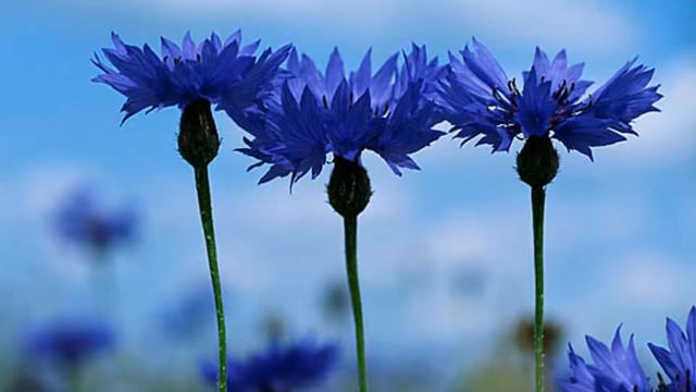 ВАСИЛЬКИ. смотреть онлайн