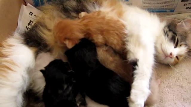 котятам 10 дней - Рыжий - самый первый открыл глазки смотреть онлайн