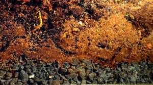 ТЕРРАРИУМ С ИЗОПОДАМИ - [30 ДНЕЙ СПУСТЯ]