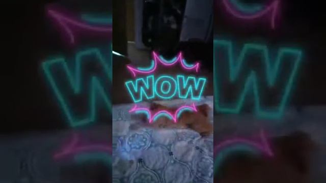 кошка сняла первое видео в реальности смотреть онлайн