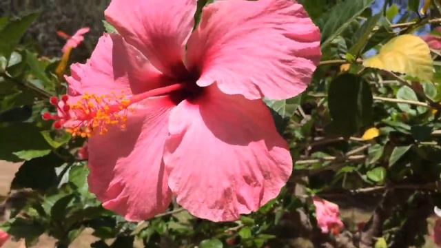 Hibiscus Rosa Sinesis Pink Flowers In Garden #hibiscus #gardening #worldgardeners смотреть онлайн
