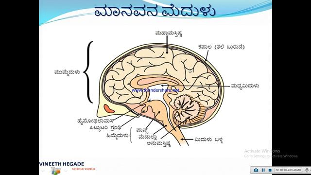 Control and coordination in Kannada medium (part 02) смотреть онлайн