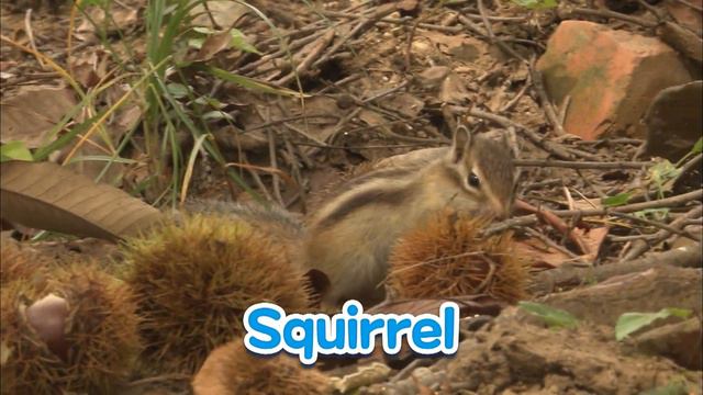 The Great Chestnut Escape Adventure | Animal Stories For Kids | Peet The Forest Detective