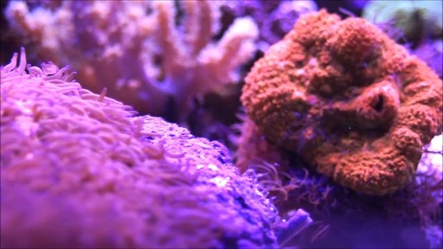 Camille Saint-Saëns  - Aquarium, Karneval Der Tiere (Le Carnaval Des Animaux)